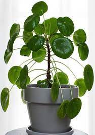 How To Care For Pilea Peperomioides Plants Chinese Money Plant Landscaping Plants