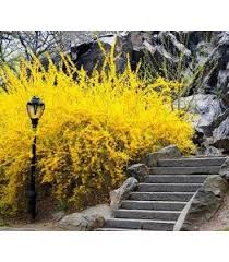 Forsythia X Intermedia Maluch Forziciya Serednya Malyuk In 2020 Burning Bush Burning Bush Plant Fast Growing Trees