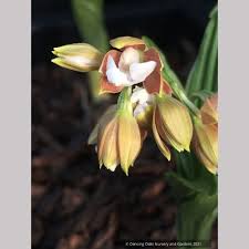 Image result for Calanthe