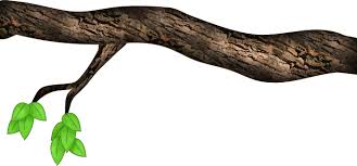 Image result for tree branch