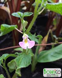 Image result for Impatiens burtonii