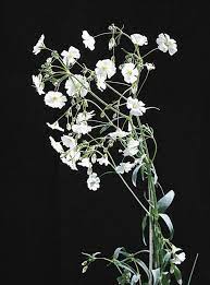 Baby S Breath Babys Breath Flower Pictures Wildflower Photo