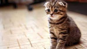 annesiz yavru kedilerin bakimi veteriner akademi vet akademia scottish fold kittens scottish fold cute kittens