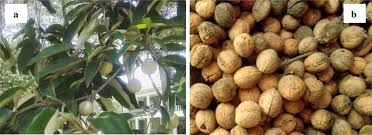 Image result for Croton megalocarpus