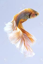 Find here details of companies selling betta fish, for your purchase requirements. Yellow White Siamese Fighting Fish Betta Fish Isolated On Gray Stock Photo Picture And Royalty Free Image Image 102833681