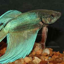 Sparkling Gourami (Trichopsis Pumila): Ultimate Care Guide - Fish Laboratory
