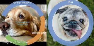 The dog scanner app will identify your dog's breed reliably in just a few seconds! Identify Dog Breeds Apps On Google Play