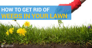 The following describes different they might reappear because the lawn is not dense enough and the empty spots invite weeds to settle down and spread. 16 Ways To Get Rid Of Weeds In Your Lawn