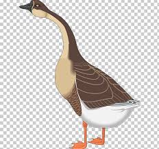 The goose says look out ey too funny ! Canada Goose Bird Png Clipart Animals Beak Bird Canada Goose Cartoon Free Png Download