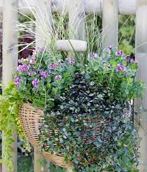 Balkonkasten Mit Kreuzblume Segge Und Pfennigkraut Balkonkasten Bepflanzen Blumenkasten Bepflanzen Und Garten Pflanzkasten