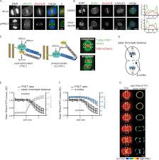 This first alert smoke and fire alarm comes equipped with two different sensors to offer the earliest people sometimes disable a fire detector when it goes off due to cooking smoke or steam, even though in doing so they endanger themselves and their. Plk1 Plays Dual Roles In Centralspindlin Regulation During Cytokinesis Abstract Europe Pmc