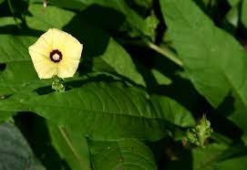 Image result for Xenostegia