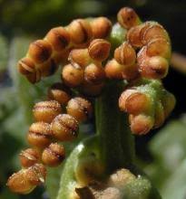 Image result for Ophioglossaceae