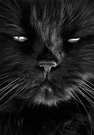 pin by helga varadi on black white cats black cat crazy cats