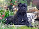Cane Corso Dog Breed Profile | Petfinder