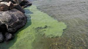 Under perioder av lugnt väder och hög vattentemperatur kan plankton samlas i ytvattnet. Bekraftat Algblomning Langs Den Norrlandska Kusten Svt Nyheter