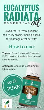 Eucalyptus Radiata Essential Oil A Real Food Journey Eucalyptus Radiata Essential Oil Eucalyptus Essential Oil Uses Healing Essential Oils