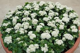 Image result for Ageratum