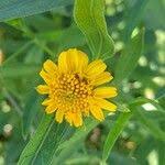 Image result for Pascalia glauca