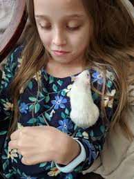 Christmas Preparations for Rats