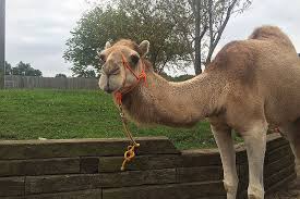 Eliud kipchoge will attempt to run a sub 2 hour marathon in vienna on saturday 12th october. How Fast Are Our Petting Zoo Animals Creation Museum