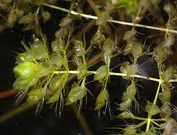 Image result for Aldrovanda vesiculosa
