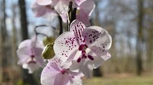 Ο άγιος εφραίμ γίνεται μοναχός. Ti Oneira Ths Orxideas Orchids Sleep Orchid Loyloydi Se Ena Oneiro Orxidea Loyloydia Oneiro Biblio