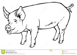 Pig Drawing Hand Stock Vector Illustration Of Drawing 60066713 Pig Drawing How To Draw Hands Drawings
