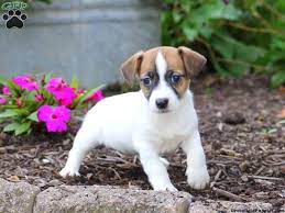Jack Russell Terrier Puppies For Sale Greenfield Puppies Jack Russell Terrier Jack Russell Jack Russell Terrier Puppies