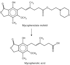Image result for Mycophenolate