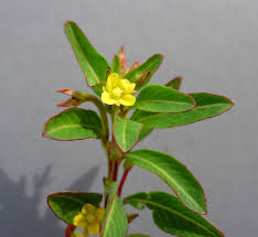 Image result for Lippia abyssinica