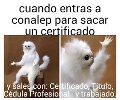We did not find results for: Patty Guadarrama Auf Twitter Compartimos El Meme Del Conalepsanluispotosi Que Obtuvo El Segundo Lugar Del Concurso De Memes Me Gusta Conalep Con 1 5 Mil Likes Https T Co Ipgf8ep6dd
