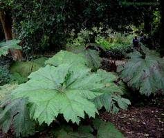 We did not find results for: Big Leaves Big Impact Dave S Garden