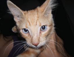 Ojos azules cats are easy to groom, and do not need a lot of brushing. Ojos Azules Cat Poc