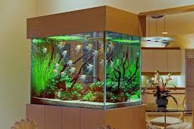 Cool Glass Fish Bowl Decorations Ideas And Tips Do You Have A Small Glass Fish Bowls Browse Our Cool Ti Aquarium Design Fish Bowl Decorations Glass Fish Bowl