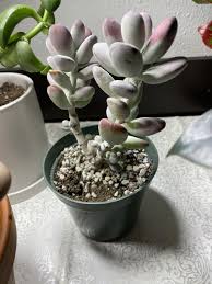 Cotyledon orbiculata is a south african native evergreen succulent bearing fleshy, round silvery leaves with fine red margins. Ask A Question Forum Cotyledon Orbiculata Garden Org
