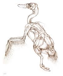 The Unfeathered Bird An Interview With Katrina Van Grouw Animal Skeletons Anatomy Animal Drawings