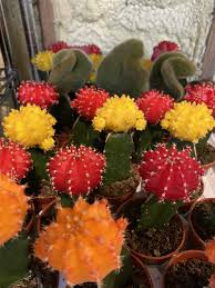 Grafted Cactus 2 5 Inch Jungle House