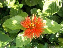 Image result for Justicia striata