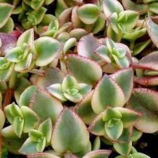 Image result for Crassula globularioides