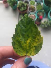 It has been blooming all winter. My Hibiscus Has Been Losing Quite A Few Leaves And They All Look Like This Before They Drop Off Any Idea What It Could Be Garde Hibiscus Plant Leaves Leaves