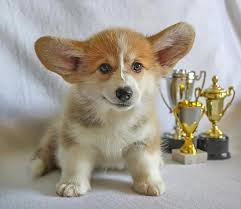 Galce Corgi Pembroke Gorme Welsh Corgi Cinsi Kopek Kopek Kopek Yavrusu Evcil Hayvan Hayvan Sevimli Tapilasi Safkan Mutlu Pikist