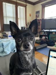Five years ago, Rocky had four surgeries in a year. He's now disabled but  lives his best life : r/Chihuahua