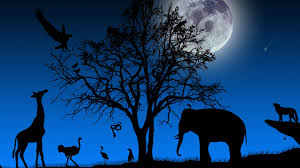 African Animals Wallpaper Hd Pixelstalk Net