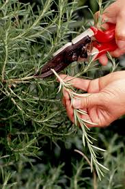 Image result for rosemary pruning