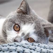 Maybe you would like to learn more about one of these? Jakartapetfoods Dog Cat Food Naturally From The Netherlands