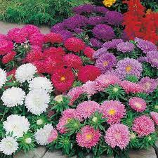 Aster Seeds Colour Carpet Mix Flower Seeds In Packets Bulk Eden Brothers Flower Seeds Aster Flower Daisy Flower