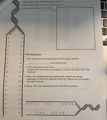 Regardless of what your business planning. Solved Dna Worksheet Mr Hoyle Replicate Dna Objectives Chegg Com