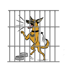 What is fear free certification? Fear Free Shelter Program About The History Importance Of Fear Free