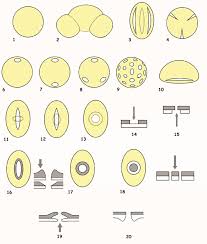 Pollen counts are higher when it's warm. Aberturas Diferentes Tipos De Granos De Polen 1 Inaperturado 2 Download Scientific Diagram